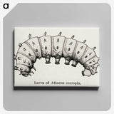 1-81_Moths-and-Butterflies-of-the-United-States_canvas
