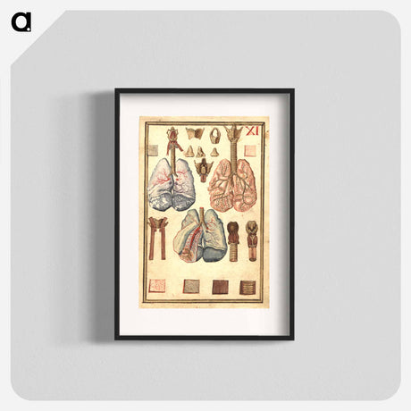 アートポスター-Anatomy of Human Lungs
 - 国立医学図書館 Poster.
