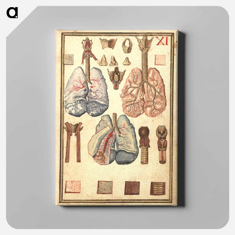 アートパネル-Anatomy of Human Lungs
 - 国立医学図書館 Canvas.