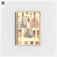 アートメモ帳-Anatomy of Human Lungs
 - 国立医学図書館 Memo.