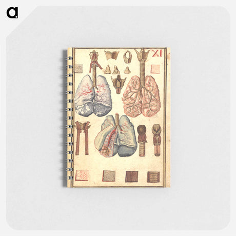 アートメモ帳-Anatomy of Human Lungs
 - 国立医学図書館 Memo.