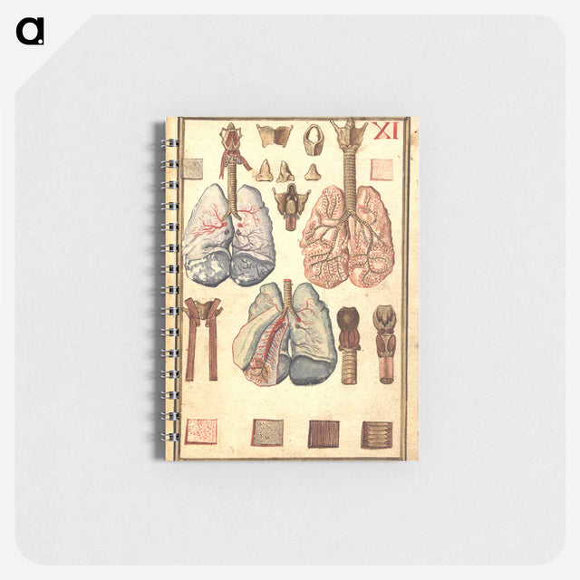 アートメモ帳-Anatomy of Human Lungs
 - 国立医学図書館 Memo.