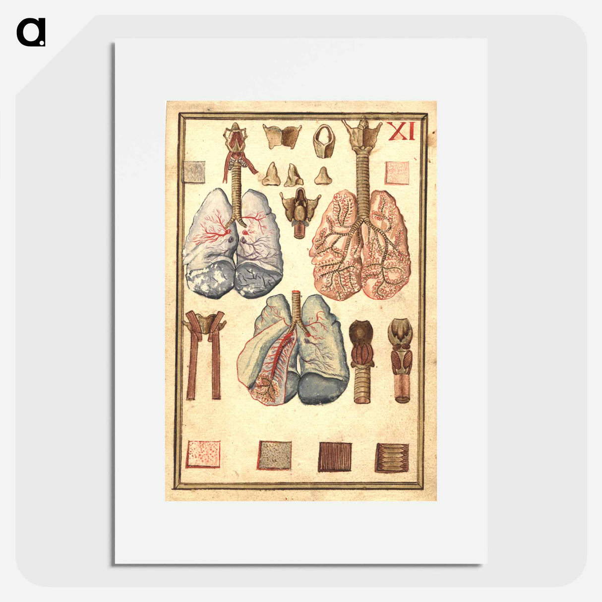アートポスター-Anatomy of Human Lungs
 - 国立医学図書館 Poster.