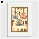 アートポスター-Anatomy of Human Lungs
 - 国立医学図書館 Poster.