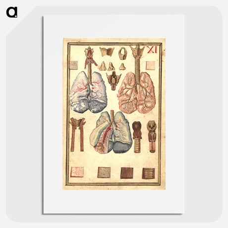 アートポスター-Anatomy of Human Lungs
 - 国立医学図書館 Poster.