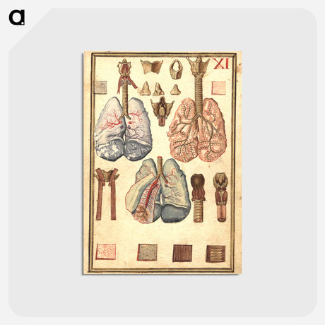 アートポストカード-Anatomy of Human Lungs
 - 国立医学図書館 Postcard.