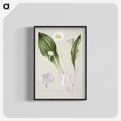 1-81_Native-Flowering-Plants-of-New-Zealand_blk-crop