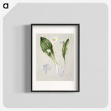 1-81_Native-Flowering-Plants-of-New-Zealand_blk