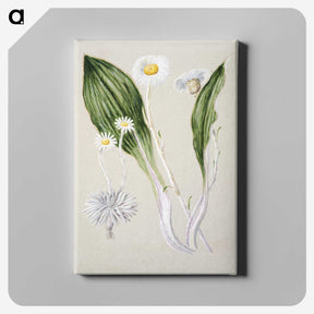 1-81_Native-Flowering-Plants-of-New-Zealand_canvas
