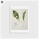 1-81_Native-Flowering-Plants-of-New-Zealand_hagaki
