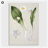 1-81_Native-Flowering-Plants-of-New-Zealand_picture-crop