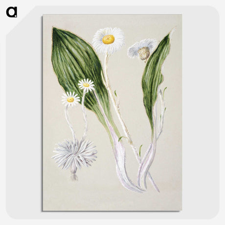 1-81_Native-Flowering-Plants-of-New-Zealand_picture-crop