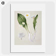 1-81_Native-Flowering-Plants-of-New-Zealand_picture
