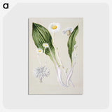 1-81_Native-Flowering-Plants-of-New-Zealand_postcard