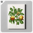 1-81_Nederlandsche-Flora-en-Pomona_canvas