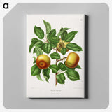 1-81_Nederlandsche-Flora-en-Pomona_canvas