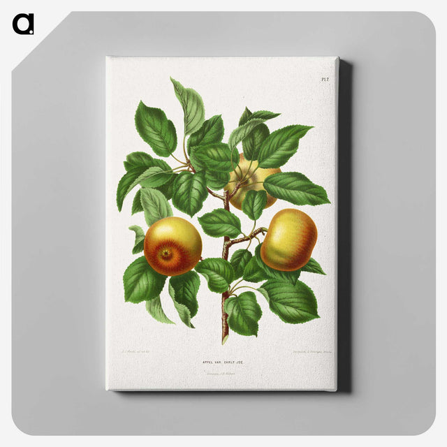 1-81_Nederlandsche-Flora-en-Pomona_canvas