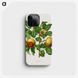 1-81_Nederlandsche-Flora-en-Pomona_phone