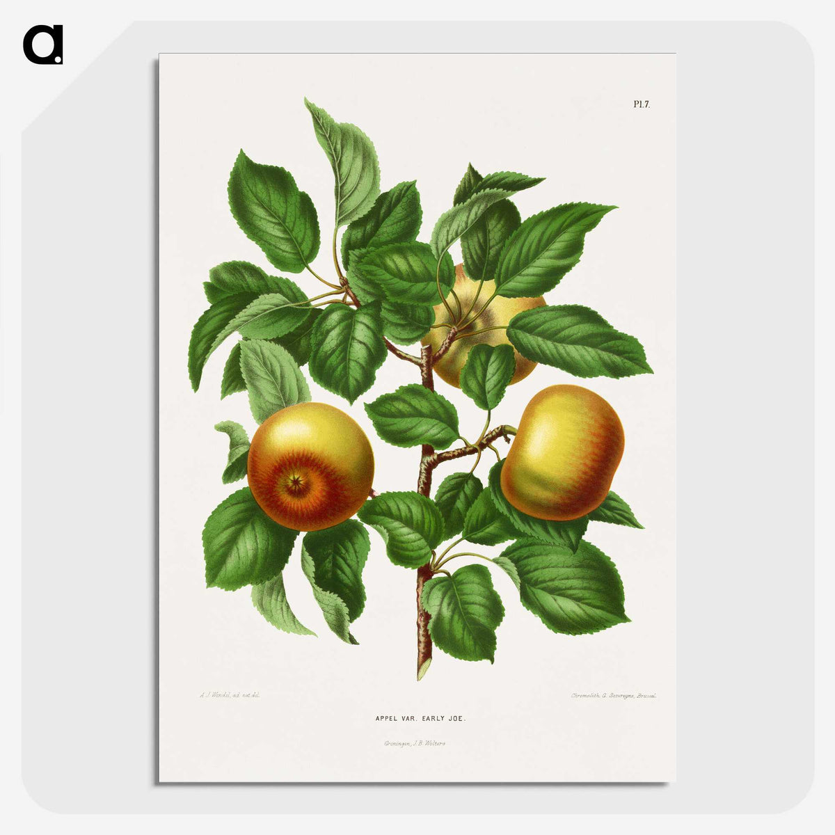 1-81_Nederlandsche-Flora-en-Pomona_picture-crop