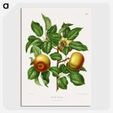 1-81_Nederlandsche-Flora-en-Pomona_picture-crop