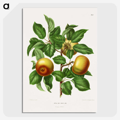 1-81_Nederlandsche-Flora-en-Pomona_picture-crop