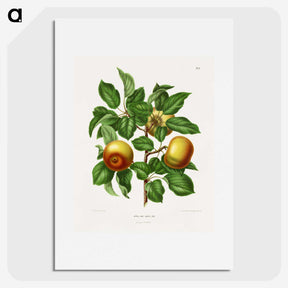 1-81_Nederlandsche-Flora-en-Pomona_picture