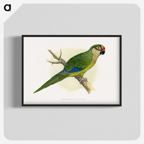 1-81_Parrots-in-Captivity_blk-crop