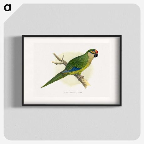 1-81_Parrots-in-Captivity_blk