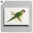 1-81_Parrots-in-Captivity_canvas