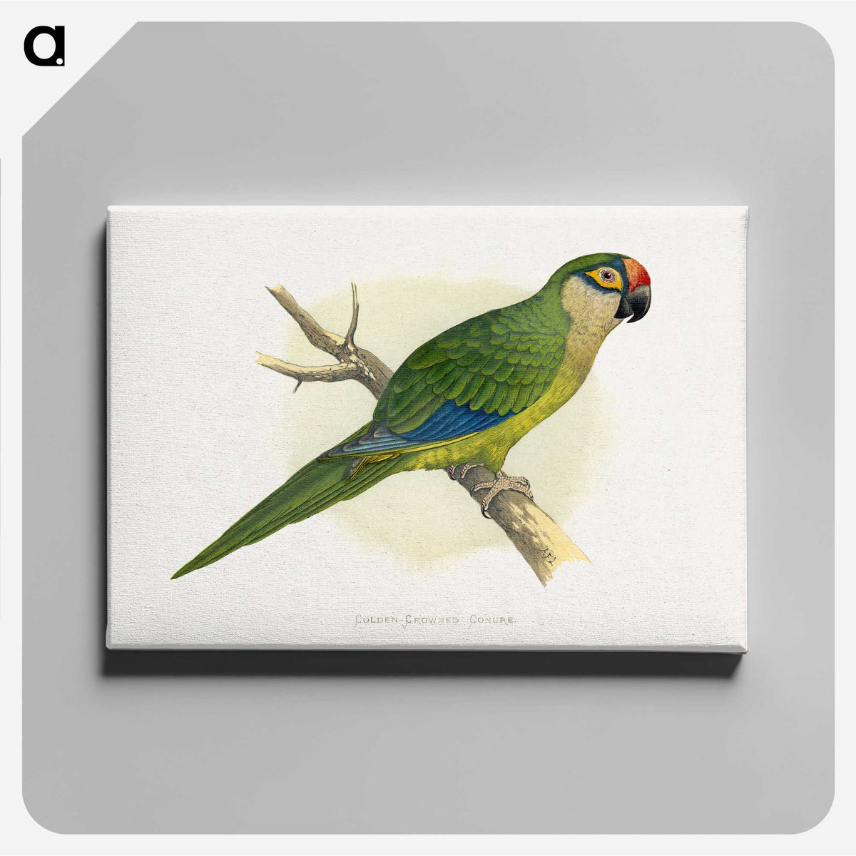 1-81_Parrots-in-Captivity_canvas
