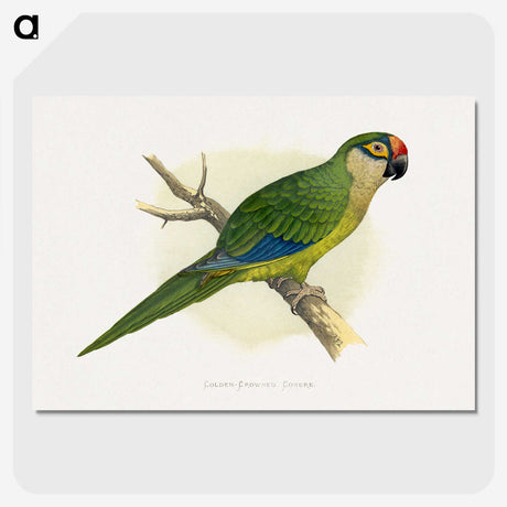 1-81_Parrots-in-Captivity_picture-crop