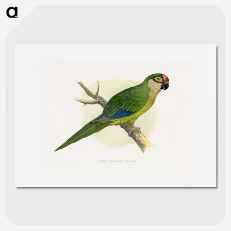 1-81_Parrots-in-Captivity_picture