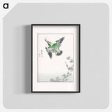 アートポスター-Japanese Common Kingfisher Illustration
 - 鳥類図鑑 Poster.