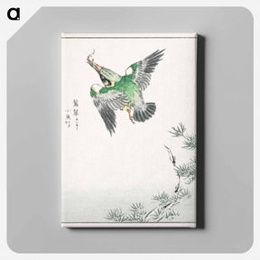 アートパネル-Japanese Common Kingfisher Illustration
 - 鳥類図鑑 Canvas.