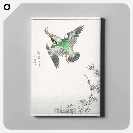 アートパネル-Japanese Common Kingfisher Illustration
 - 鳥類図鑑 Canvas.