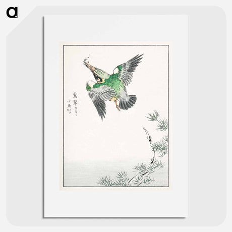 アートポスター-Japanese Common Kingfisher Illustration
 - 鳥類図鑑 Poster.