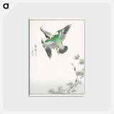 アートポストカード-Japanese Common Kingfisher Illustration
 - 鳥類図鑑 Postcard.