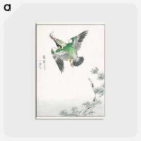 アートポストカード-Japanese Common Kingfisher Illustration
 - 鳥類図鑑 Postcard.