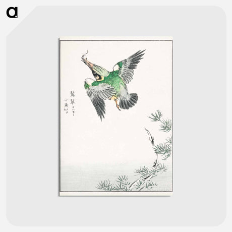 アートポストカード-Japanese Common Kingfisher Illustration
 - 鳥類図鑑 Postcard.
