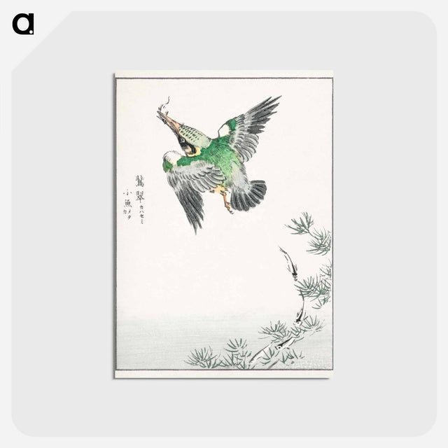 アートポストカード-Japanese Common Kingfisher Illustration
 - 鳥類図鑑 Postcard.