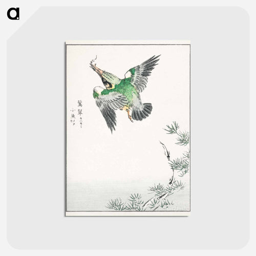 Japanese Common Kingfisher Illustration
 - 鳥類図鑑 Postcard.