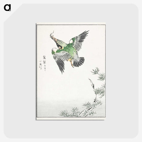 1-81_Pictorial-Monograph-of-Birds_postcard