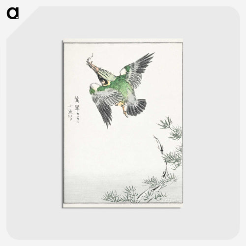 日本のカワセミのイラスト - 鳥類図鑑 Postcard.