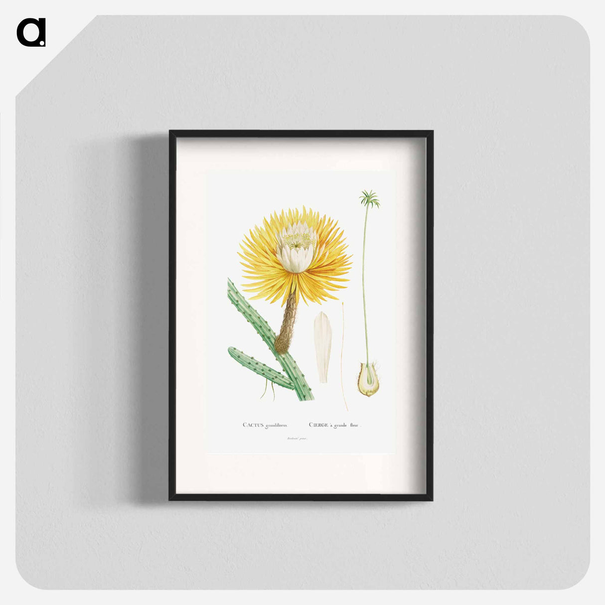 Cactus Grandiflorus - Pierre Joseph Redouté Poster.