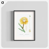 Cactus Grandiflorus - Pierre Joseph Redouté Poster.