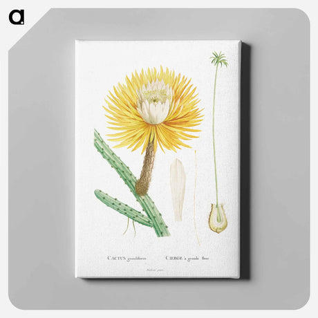 アートパネル-Cactus Grandiflorus - ピエール ジョゼフ ルドゥーテ Canvas.