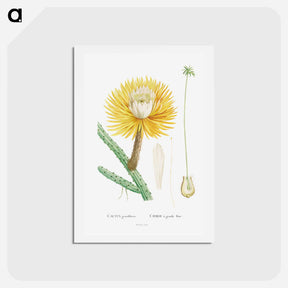 アートポストカード-Cactus Grandiflorus - ピエール ジョゼフ ルドゥーテ Postcard.
