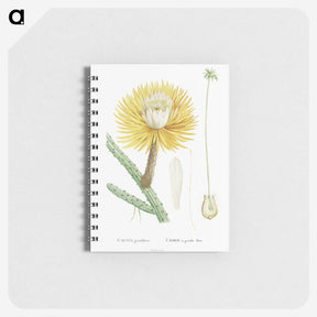 1-81_Pierre-Joseph-Redoute_memo