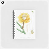 Cactus Grandiflorus - ピエール ジョゼフ ルドゥーテ Memo.