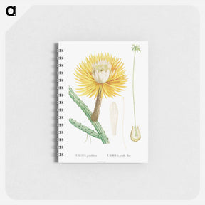 アートメモ帳-Cactus Grandiflorus - ピエール ジョゼフ ルドゥーテ Memo.